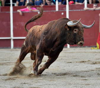 奔跑牛西班牙的公牛在斗牛中奔跑照片