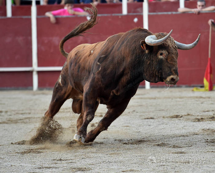 西班牙的公牛在斗牛中奔跑