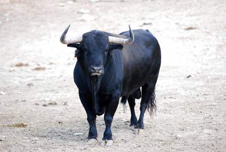 西班牙斗牛与大牛