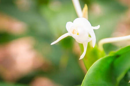 公共公园虎兰花 Grammatophyumspeciosum 的绿叶 禾本科植物 又称巨兰 虎兰 甘蔗兰或兰花女王 照片 正版商用图片15j1an 摄图新视界 公共公园虎兰花 Grammatophyumspeciosum 的绿叶 禾本科植物 又称巨兰 虎兰 甘蔗兰或兰花女王 照片 正版商用图片15j1an 摄图新视界