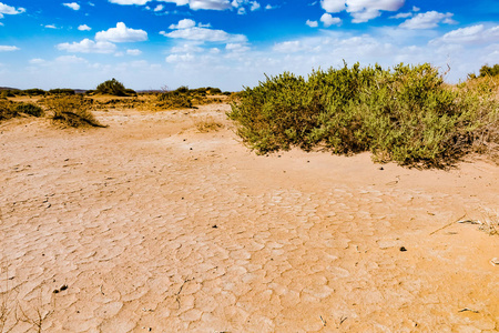 干燥的沙漠与绿色小植物在摩洛哥南部, erg chebbi, 摩洛哥