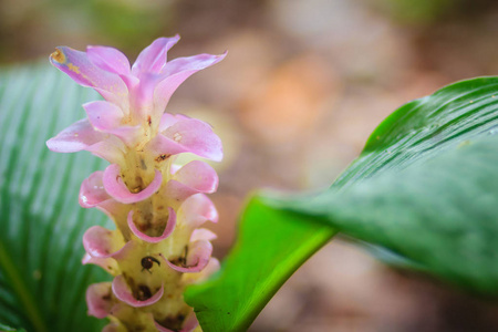 热带森林中柔软的粉红色暹罗郁金花(莪术).