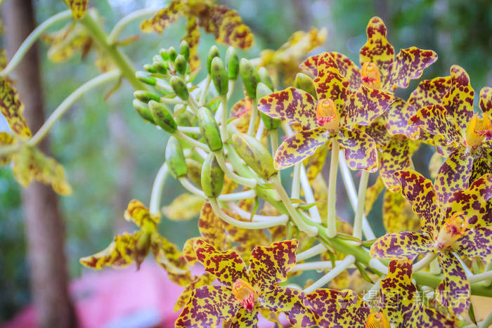 美丽的虎兰花禾本科植物在公共国家公园禾本科植物又称巨兰虎兰兰或