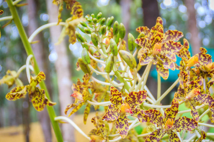 美丽的虎兰花禾本科植物在公共国家公园禾本科植物又称巨兰虎兰兰或