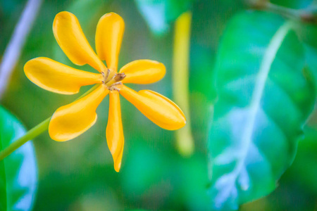 美丽的黄花栀子花，绿叶背景。 栀子花也被称为凯达栀子或金栀子。