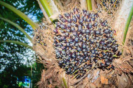 棕榈油是一种食用植物油,来源于油棕果实的中果皮(淡红色果肉)照片