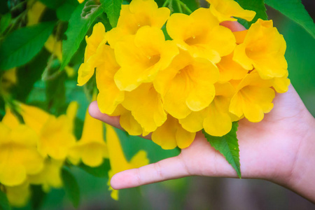 花园里的黄色喇叭花铁科马斯坦。 铁科马斯坦是一种开花多年生灌木，在小号藤科，也称为黄色喇叭花黄钟黄长老姜托马斯。