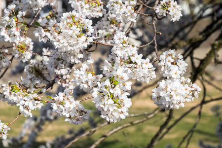 日本高山樱花盛开