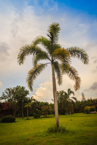 澳大利亚厚尾图片