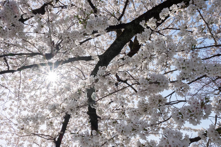 日本高山樱花盛开