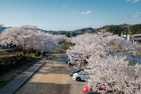 日本高山城樱花盛开。 宫川河与中川河之间的区域，包括宫川良口公园。