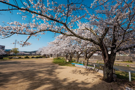 日本高山城樱花盛开。 宫川河与中川河之间的区域，包括宫川良口公园。