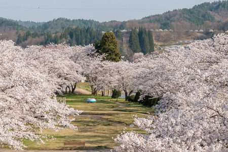 日本高山城樱花盛开。 宫川河与中川河之间的区域，包括宫川良口公园。