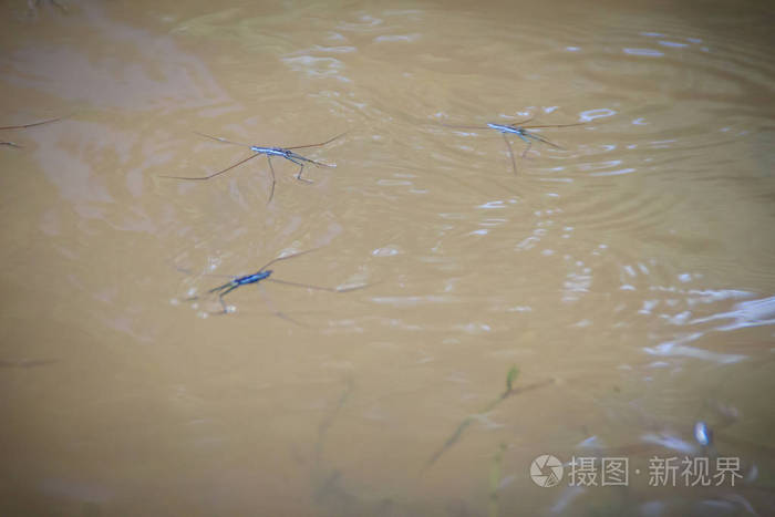 神奇的水上船长虫子漂浮在水面上.