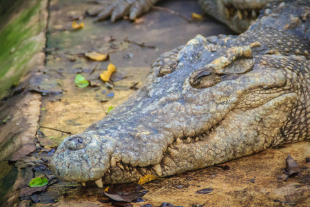 暹罗鳄鱼在池塘里耕作。 可怕的暹罗鳄鱼CrocodylusSiamensis是一种原产于东南亚的淡水鳄鱼。