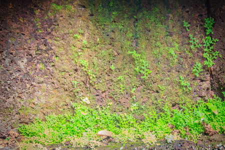 较小的杵状苔藓雪莲属渐开花，也被称为晶石，通常存在于茂密的森林中。