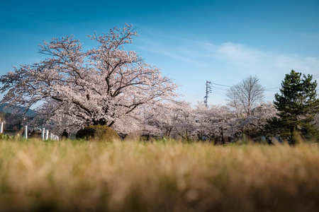 日本高山樱花盛开