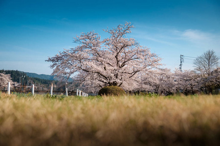 日本高山樱花盛开