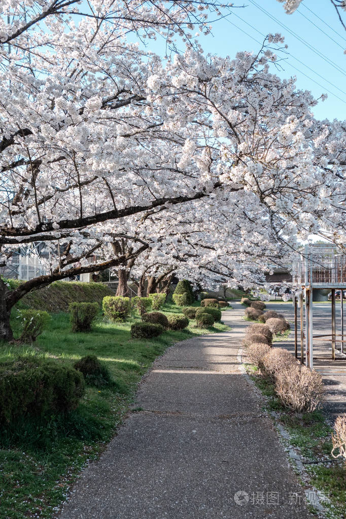 日本高山城樱花盛开宫川河与中川河之间的区域包括宫川良口公园