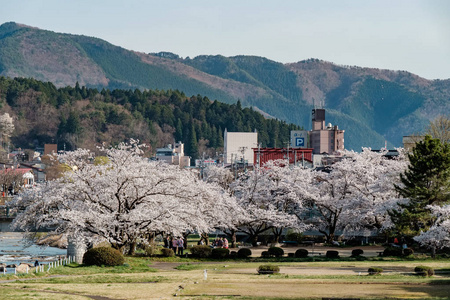 日本高山城樱花盛开。 宫川河与中川河之间的区域，包括宫川良口公园。