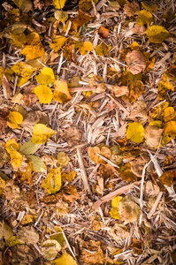 黄色的秋叶在木片上用小叶。 背景性质。