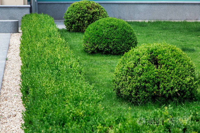 园林灌木丛是以圆形和落叶灌木的常绿景观设计呈圆形和长方形