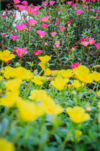美丽的黄色和粉红色马齿苋花，也称为普通马齿苋马齿苋小猪草红根或马齿苋。