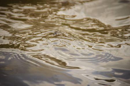 科是一个昆虫科,按科的顺序排列,俗称水,水,池塘,溜冰者,水或耶稣