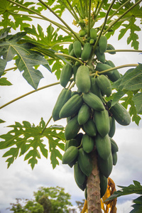 幼嫩的青木瓜果实累累. 种植园和生产力概念.照片