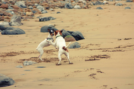 两只狗在海滩上玩耍西班牙坎塔布里亚