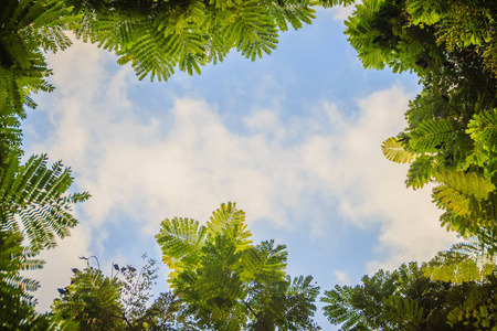 绿叶框架与戏剧性的天空背景和中间复制空间的文本。 绿色的自然框架在多云的天空背景下留下树枝。 森林里的绿叶架在蓝天上。