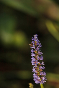 在佛罗里达州那不勒斯的一片瓶塞庇护沼泽中生长着一只生长在马尾草的紫色花朵上的蜜蜂