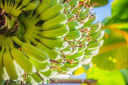 果园里树上的一束新鲜的生青香蕉果实.照片