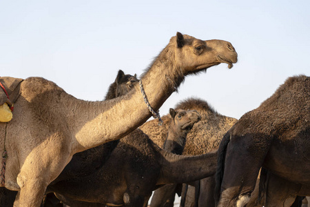 在普什卡尔骆驼博览会期间，印度拉贾斯坦邦关闭了沙漠中的骆驼