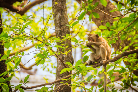 一只棕色和毛茸茸的小野猴子坐在大自然热带森林的树上吃食物。
