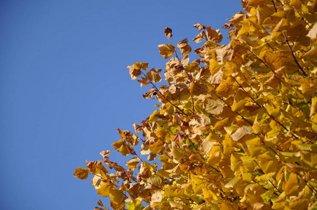 秋天，黄色的叶子在树上贴着蓝天。背景