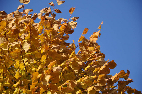 秋天，黄色的叶子在树上贴着蓝天。背景