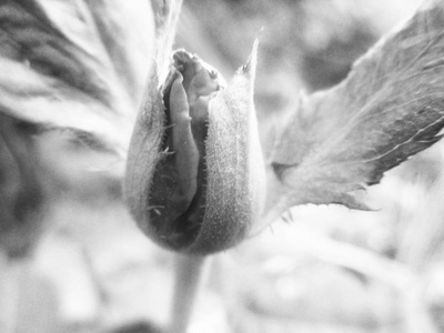 黑白花叶自然背景图片