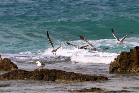 以色列北部地中海沿岸的海鸥