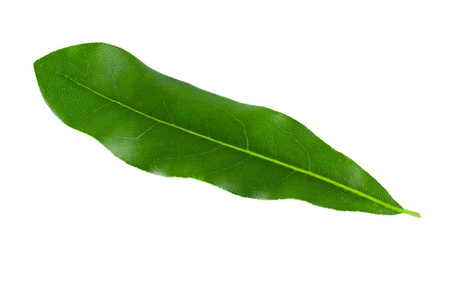 绿色澳洲坚果叶隔离在白色背景上。