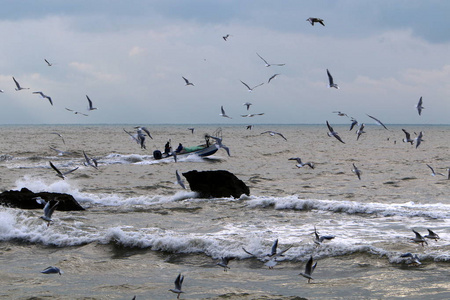 以色列北部地中海沿岸的海鸥