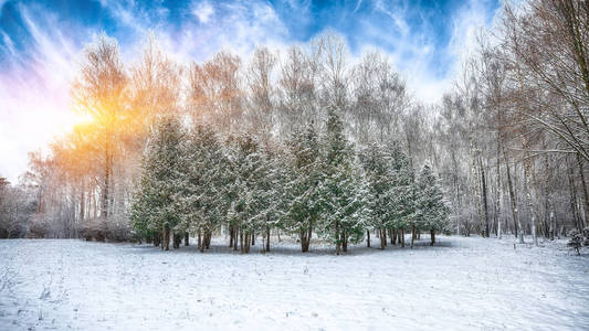 城市公园里的圣诞树和满是雪的桦树。 日落时有很多雪