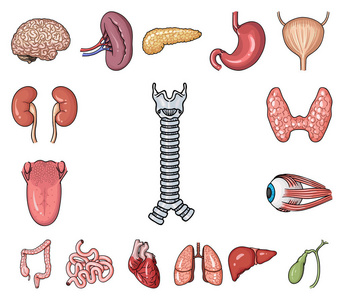 人体器官卡通图标集集为设计。解剖学和内脏媒介符号股票网页插图