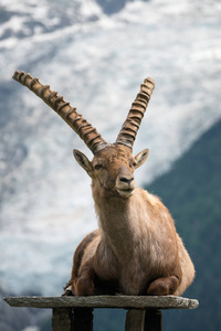 阿尔卑斯山的IbexCapraIbex，也被称为Steinbock或花束，位于拉帕兹山角的ParcdeMerlet，与法国萨