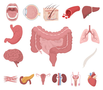 内部器官的一个人卡通图标集合中的设计。解剖学和医学矢量符号股票 web 插图