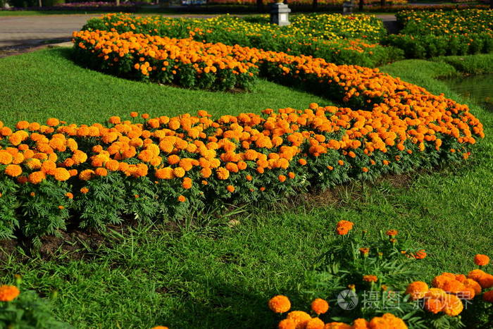 在花圃上的一朵黄色的夏季花中把万寿菊的花收起来