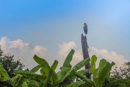 蓝天背景香蕉树的有机绿色森林。 热带香蕉叶质地大香蕉树叶在大自然中绿色背景。