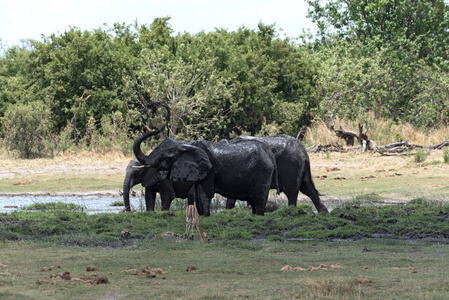 在博茨瓦纳莫雷米游戏保护区的水坑里洗澡和喝酒的大象团体