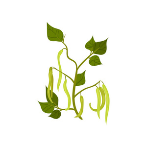 长长的叶子法国绿豆, 有长长的幼豆荚和叶子.豆科植物.农作物.