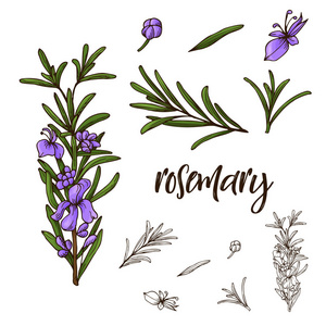 手绘罗勒草本植物.素描风格的装饰元素.向量例证照片